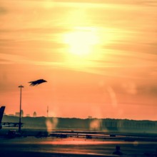 Sun Kissed, Amsterdam Airport, Kingdom of Netherlands